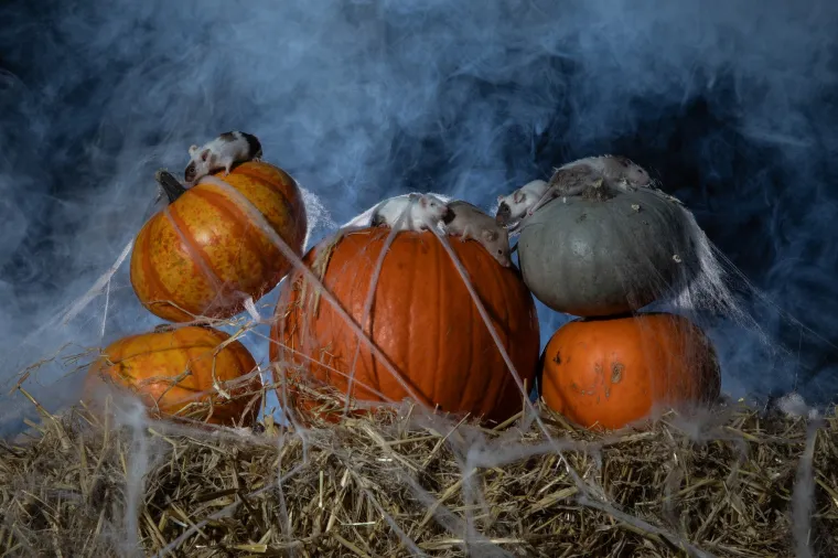 Tko kaže da Noć vje&scaron;tica mora biti uvijek jeziva? Ovi slatki mi&scaron;evi donose čaroliju koja osvaja srca
