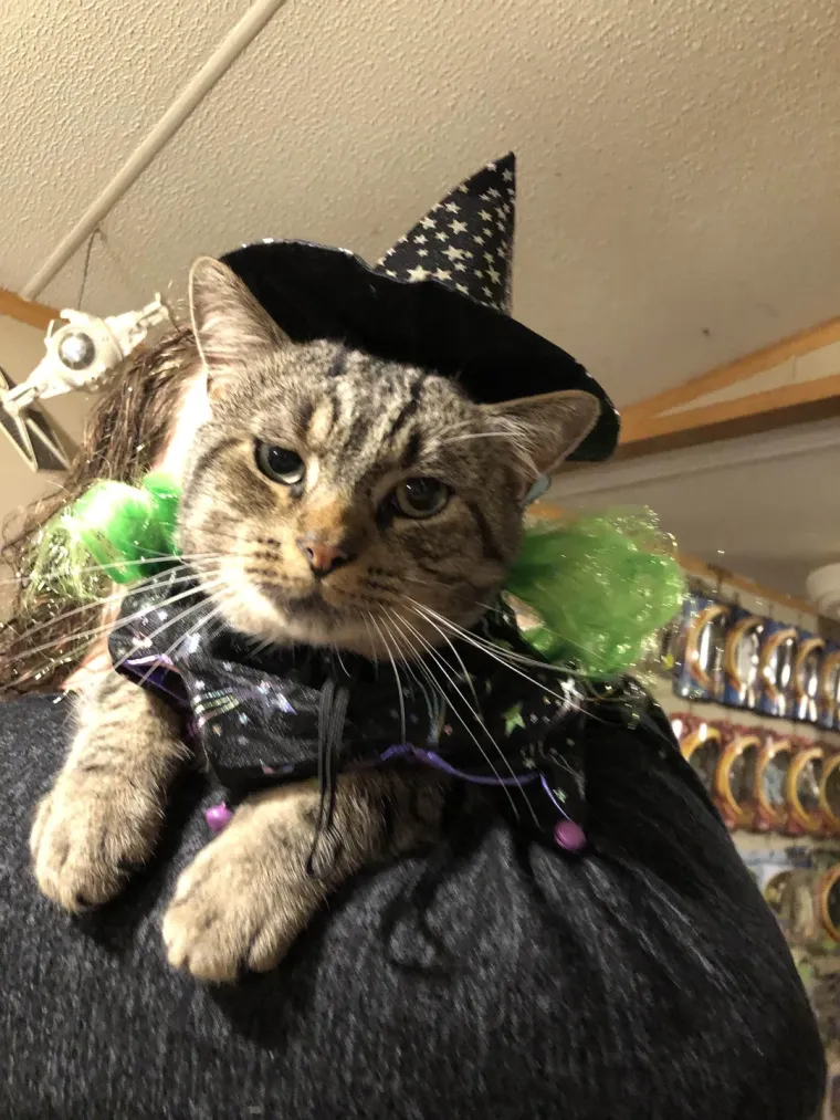 Obilaze susjede prikupljajući slatkiše uz povik &quot;Trick or treat&quot; (u slobodnom prijevodu, “Ili slatkiš ili spačka”)