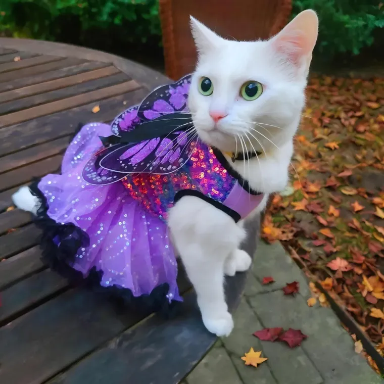 Trik ili poslastica (trick-or-treat) ima srednjovjekovne korijene – U Europi su ljudi u 9. stoljeću obilazili kuće na &quot;Dan duša&quot; i molili za pokojnike, primajući &quot;kolače za duše&quot; u zamjenu za molitve, što je prethodnik modernog trika ili poslastice