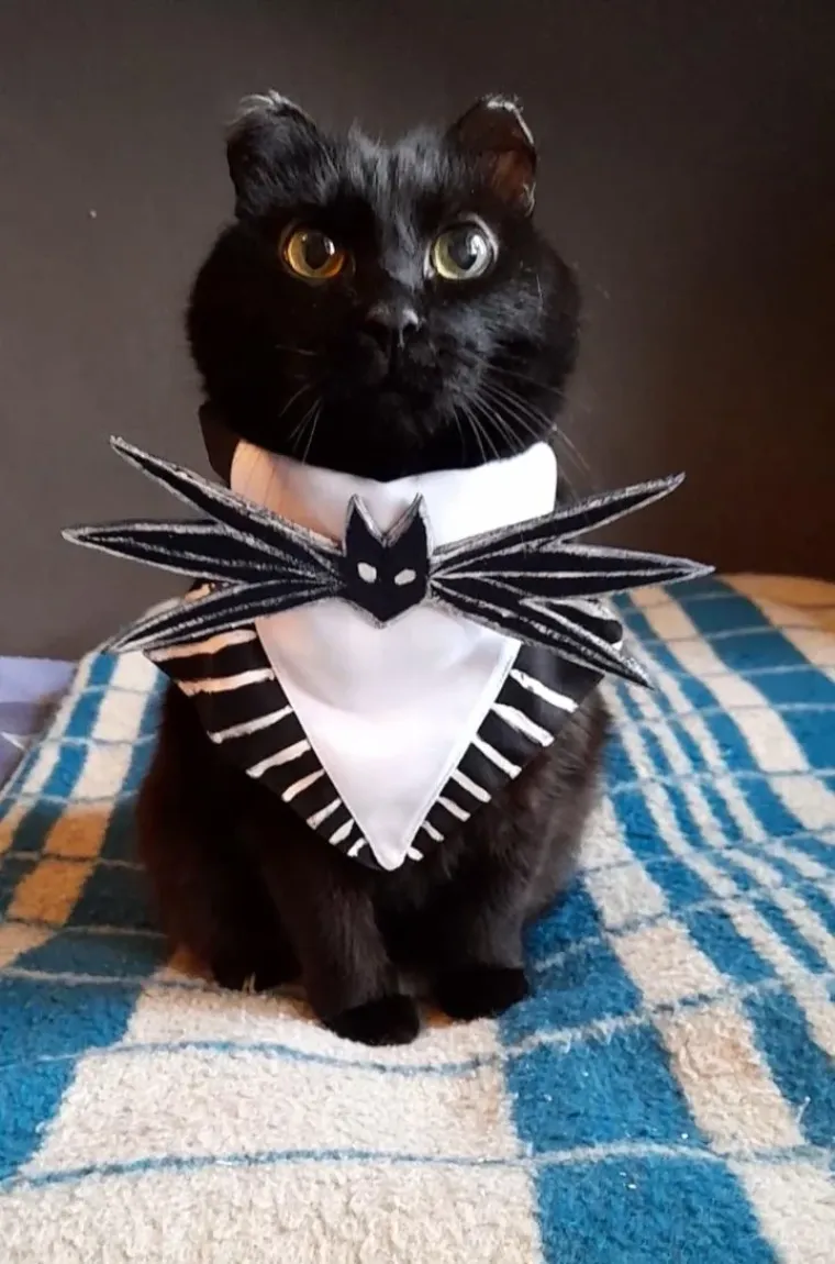 Vje&scaron;tice, duhovi i&hellip; mačke! Ove slatkice u kostimima obilježile su Halloween