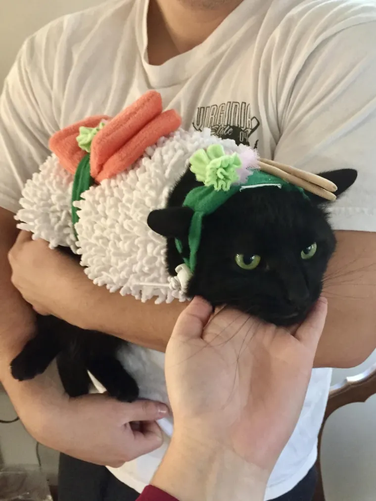 Vje&scaron;tice, duhovi i&hellip; mačke! Ove slatkice u kostimima obilježile su Halloween