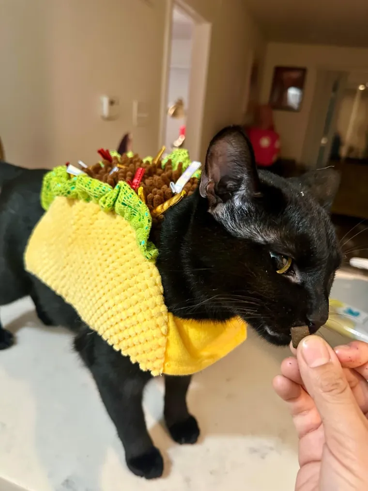 Vje&scaron;tice, duhovi i&hellip; mačke! Ove slatkice u kostimima obilježile su Halloween