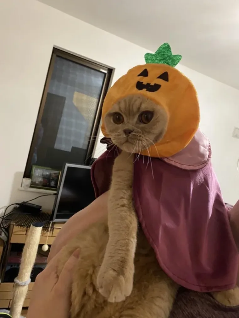 Vje&scaron;tice, duhovi i&hellip; mačke! Ove slatkice u kostimima obilježile su Halloween