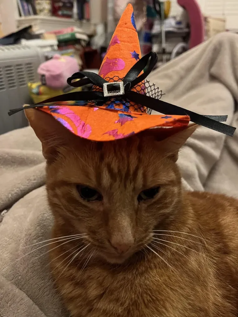 Vje&scaron;tice, duhovi i&hellip; mačke! Ove slatkice u kostimima obilježile su Halloween