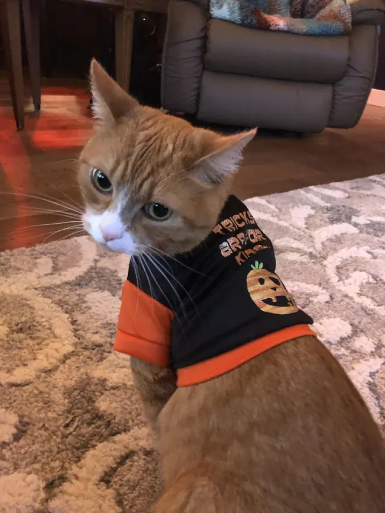 Vje&scaron;tice, duhovi i&hellip; mačke! Ove slatkice u kostimima obilježile su Halloween