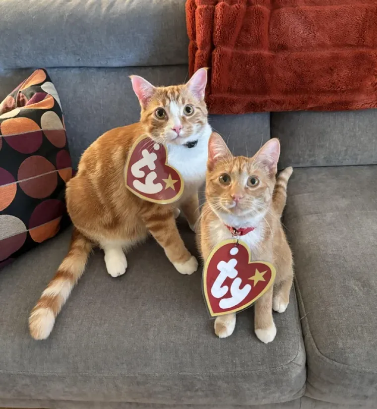 Vje&scaron;tice, duhovi i&hellip; mačke! Ove slatkice u kostimima obilježile su Halloween