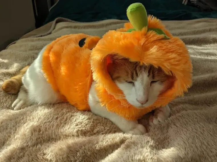 Vje&scaron;tice, duhovi i&hellip; mačke! Ove slatkice u kostimima obilježile su Halloween