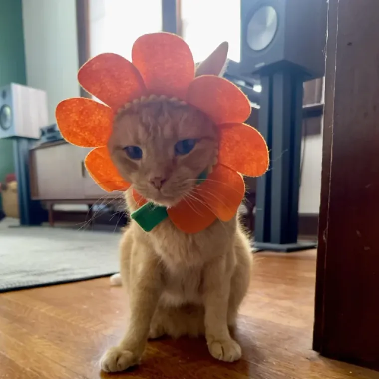 Vje&scaron;tice, duhovi i&hellip; mačke! Ove slatkice u kostimima obilježile su Halloween