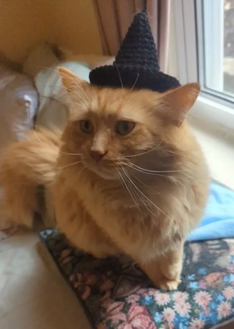 Vje&scaron;tice, duhovi i&hellip; mačke! Ove slatkice u kostimima obilježile su Halloween