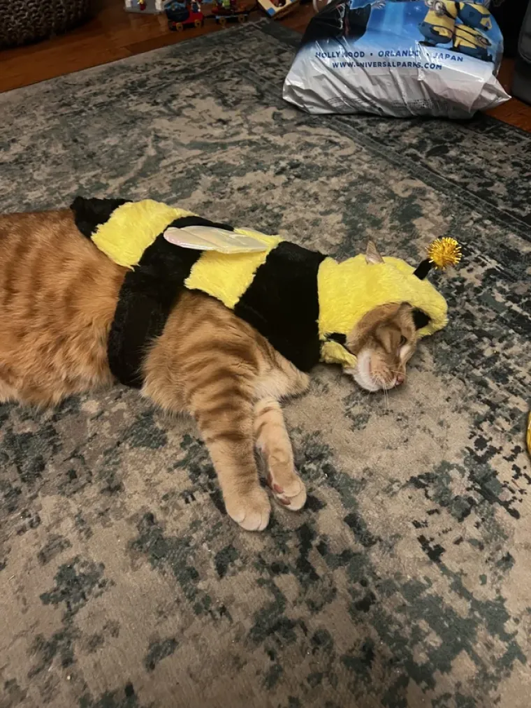 Vje&scaron;tice, duhovi i&hellip; mačke! Ove slatkice u kostimima obilježile su Halloween