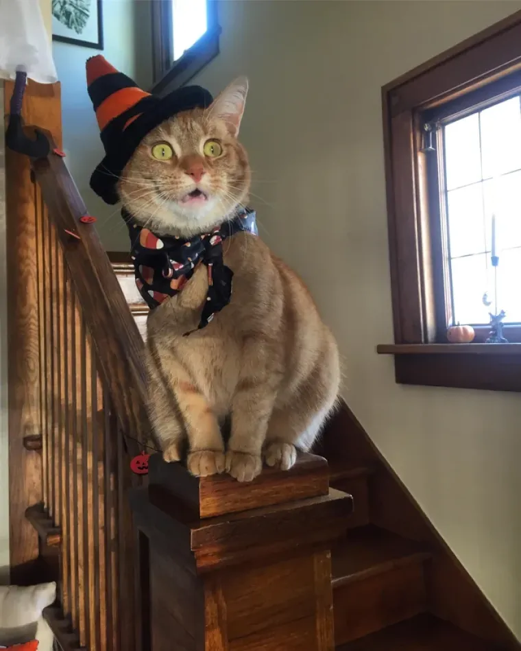 Vje&scaron;tice, duhovi i&hellip; mačke! Ove slatkice u kostimima obilježile su Halloween