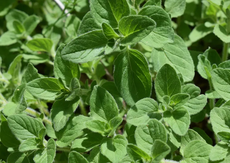 Ljudi su, također, od davnina konzumirali divlji origano zbog njegovih antiseptičkih i antibakterijskih svojstava. Stari Grci koristili su lišće origana za tretiranje bolova u trbuhu, prehlade i bolova u mišićima. Čajevi od origana koristili su se i za tretiranje ugriza zmija. Postoje i povijesni dokumenti koji bilježe korištenje origana za izazivanje znojenja ili stimuliranje menstruacije.