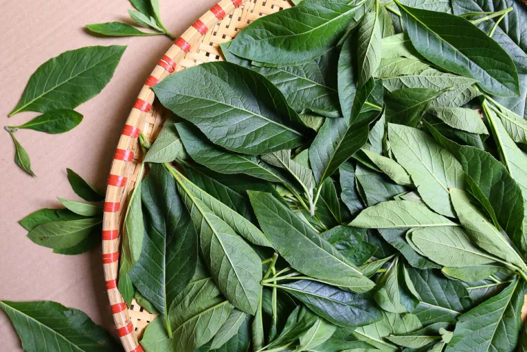 4. Vernonia amygdalina (eng. bitter leaf, prev. gorki list) - Godine 1987. u Tanzaniji, primatolog je promatrao ženku čimpanze koja je teško hodala, a zatim je počela žvakati vrhove nekih grana te je gutala samo sok. Nastavila je to raditi satima.
