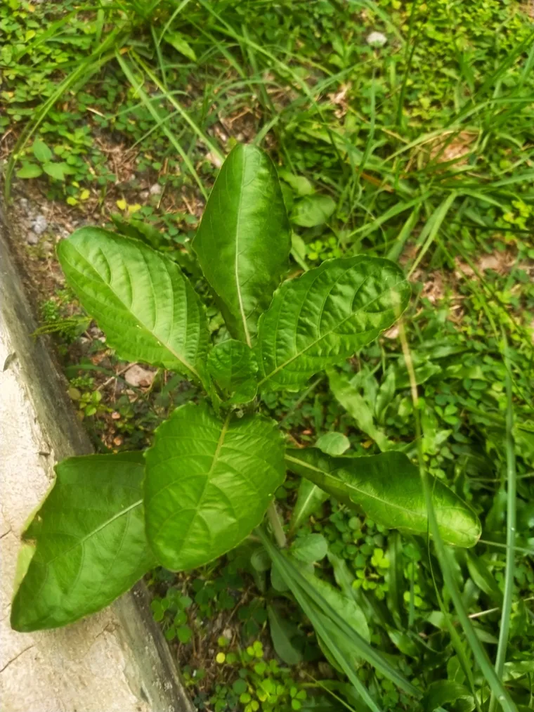 Vernonia amygdalina ili gorki list, biljka je gorkog okusa koja pripada obitelji tratinčica. Lišće obično koriste ljudi u različitim kulturama, smatra se delikatesom, a koristi se čak i za kuhanje piva u Nigeriji i Etiopiji.