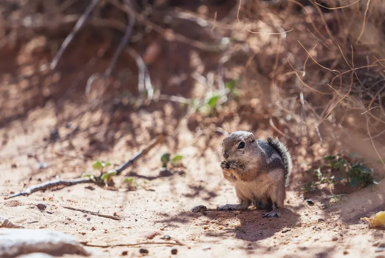 Znanstvenici vjeruju da postoji proces učenja koji se odvija kod životinja kako bi odabrale resurse koji sadrže određene dobrobiti. Istraživanja provedena na životinjama, od kojih su neke bile bolesne, a neke zdrave, pokazala su da one neće tražiti ljekovite biljke ako nisu bolesne.