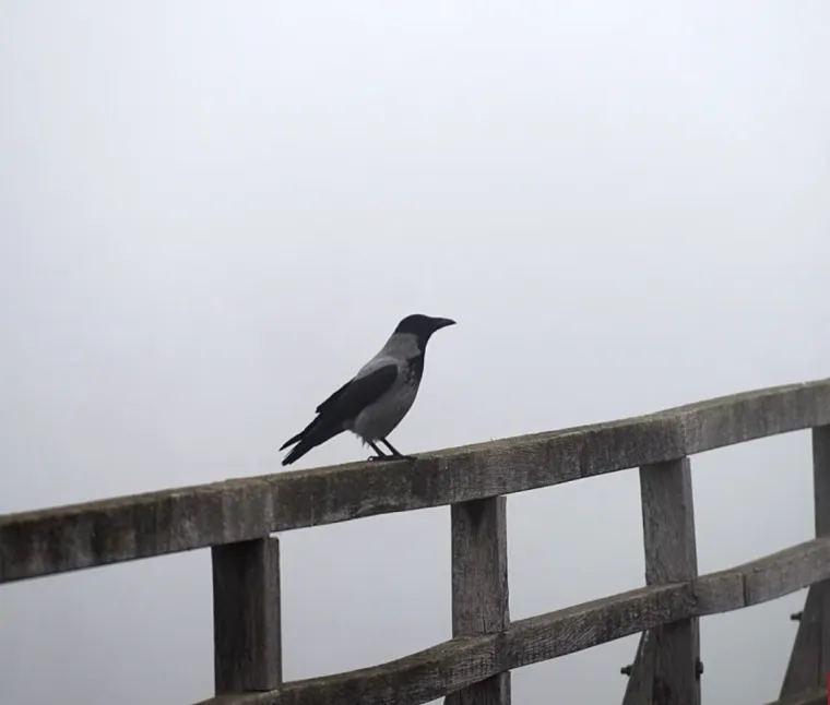 Magloviti Karlovac živnuo: Na ulicama &scaron;etači i dobra ekipa, pogledajte atmosferu