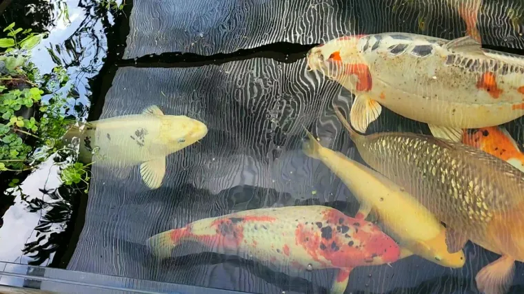 Zgodno je znati i to da koi šaran može živjeti i do sedamdesetak godina!