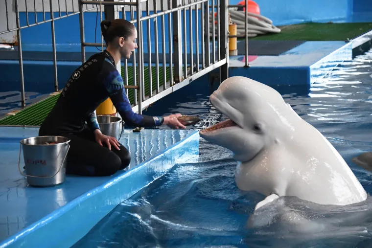Kao stanište biraju mirne obalne vode umjerene dubine, naročito zaljeve ili područja oko ušća većih rijeka. Izbjegavaju pojaseve gdje se veliki valovi lome o obalu. Često ih se može vidjeti uz ploveće sante ili uz rub nagomilanog ili kompaktnog leda, pretpostavlja se, da otvoreno more prelaze samo u vrijeme svojih putovanja.