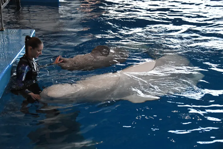 Hrane se gotovo isključivo životinjskom hranom, a poznato je više od 100 različitih vrsta. Spektar se obično kreće od mješinaca preko glavonožaca, školjkaša, rakova i kolutićavaca do većih koštunjača, kao što su oslići ili pastrve.