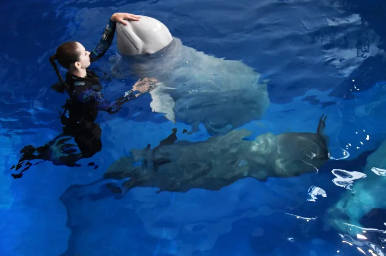 Izrazito su društvene životinje i žive uglavnom u obiteljskim skupinama ili malim grupama. Ponekad plivaju i pojedinačno, a velike skupine od ponekad više od 1000 jedinki su iznimka koja se događa samo u vrijeme parenja.