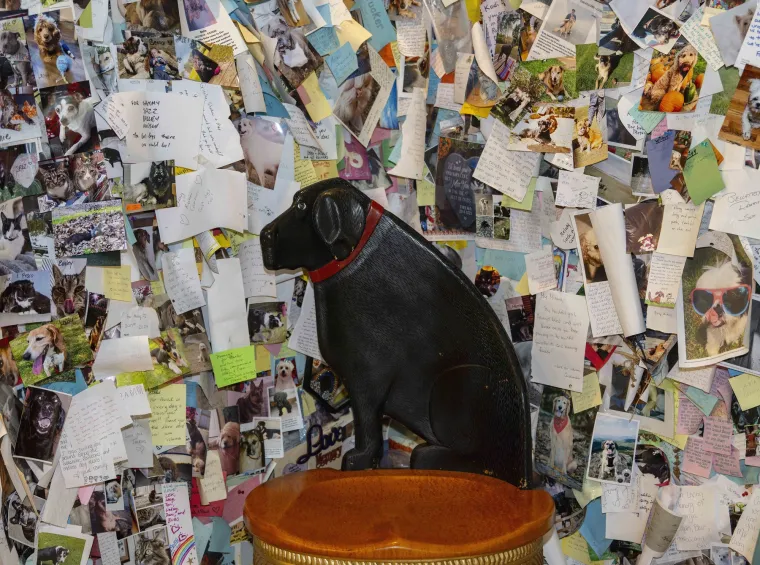 Dog Mountain je životno djelo umjetnika Stephena Hunecka, strastvenog ljubitelja pasa i poznatog drvorezbara. Nakon što se 1994. godine oporavio od teške bolesti koja ga je držala dva mjeseca u komi, Huneck je dobio inspiraciju za stvaranje posebnog mjesta posvećenog psima.