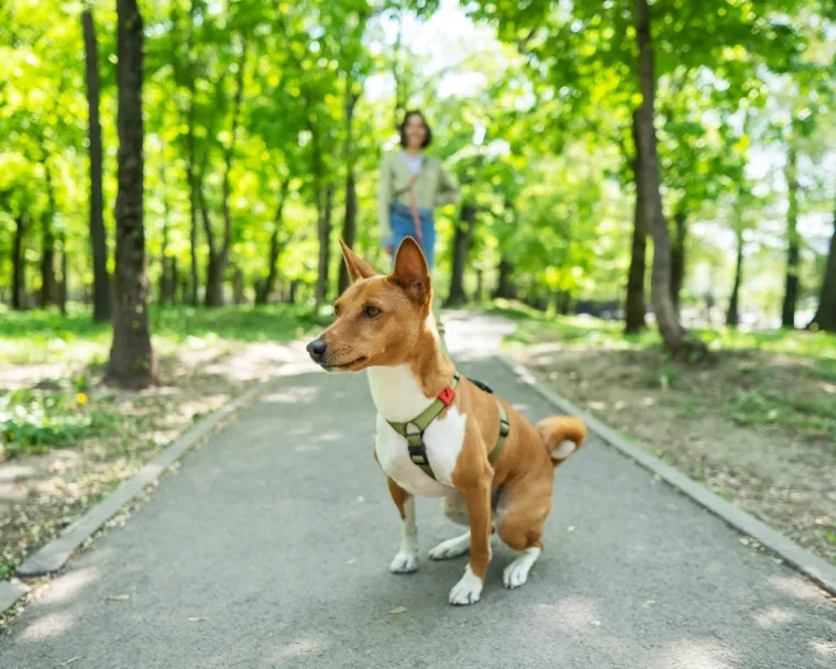 2. Basenji: Ovi jedinstveni psi poznati su  po tome što ne laju, ali to nije jedina stvar koja ih čini posebnima. Iznimno su neovisni i vole raditi stvari na svoj način. Zbog znatiželje i energije za nove avanture često ignoriraju vlasnike. Obuka zahtijeva kreativnost i pozitivne metode jer su skloni tvrdoglavosti.