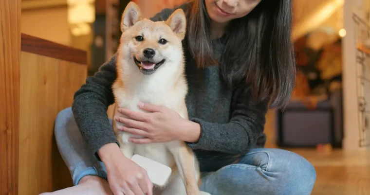 6. Shiba Inu: Izuzetno su tvrdoglavi i skloni su ignoriranju naredbi ako smatraju da nisu važni. Ova pasmina ima tendenciju da bude vrlo neovisna i distancirana prema ljudima, zbog čega im je teško razumjeti želje vlasnika.