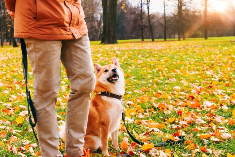 7. Akita Inu: Ova pasmina je vrlo samostalna i može biti vrlo nepopustljiva prema uputama od strane ljudi. Njihova prirodna distanca prema ljudima i tvrdoglavost mogu otežati uspostavljanje snažne povezanosti.