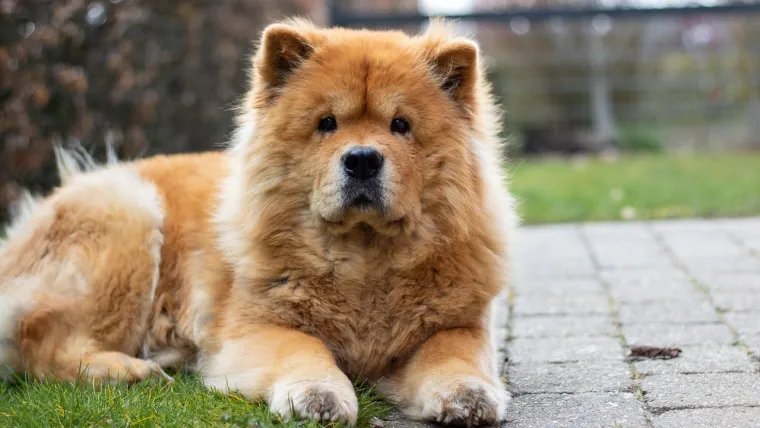8. Chow Chow: Poznati su po svojoj neovisnosti i rezerviranosti. Ne vole pretjeranu pažnju. Njihova lojalnost je često usmjerena na jednu osobu. Skloni su dominaciji i mogu biti tvrdoglavi. Rano socijalizacija je ključna kako bi se spriječila agresija.