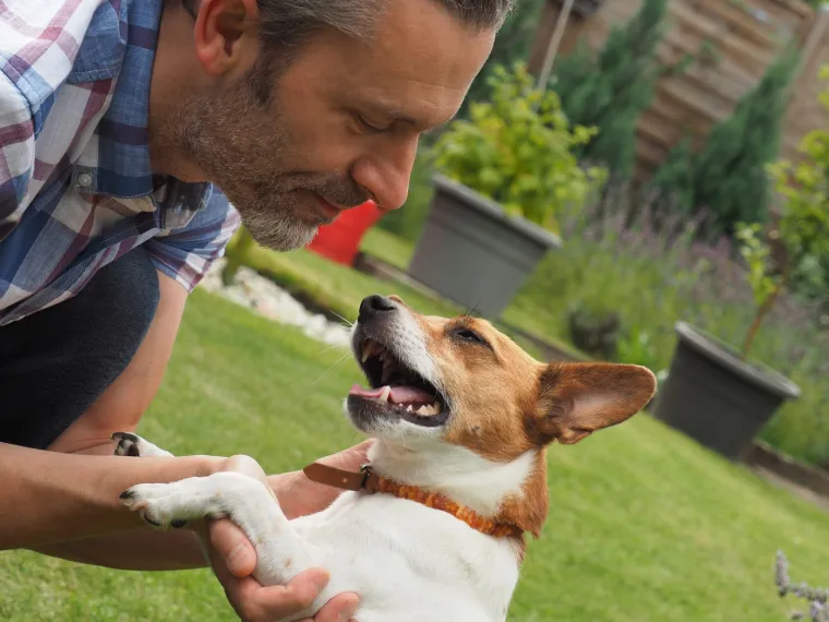 10. Jack Russellov terijer: Iako su energični i inteligentni, Jack Russellov terijer često ima svojeglav karakter i ne poštuje uvijek autoritet ljudi. Njihova energija i neprekidna potreba za akcijom mogu otežati fokusiranje na upute.