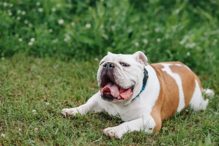 13. Engleski buldog: Poznati su po svojoj tvrdoglavosti pa im je ponekad teško slušati ljudske naredbe. Iako su ljubazni i privrženi, njihova neovisnost može otežati obuku i suradnju s ljudima.