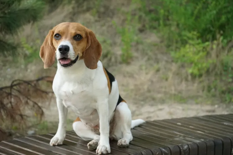 14. Beagle: Veseli su i prijateljski nastrojeni, ali lako ih ometaju mirisi. Mogu biti tvrdoglavi i htjeti raditi stvari po svome. Hrana je najbolja motivacija za ovu pasminu.