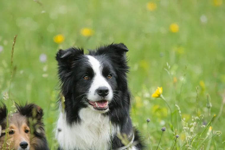 20. Border Collie: Iako su izuzetno inteligentni, mogu postati previše samostalni i skloni ignoriranju ljudi ako nisu pravilno stimulirani. Potrebna im je intenzivna obuka i stalni izazovi kako bi ostali usmjereni prema vlasniku.
