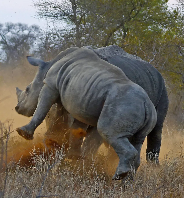 Dvije vrste nosoroga žive u Africi: bijeli i crni nosorog. Unatoč imenima, obje vrste su zapravo sive boje. Bijeli nosorog je najveća vrsta, s težinom do 3.500 kilograma. Crni nosorog je manji i poznat je po svojoj agresivnijoj prirodi.