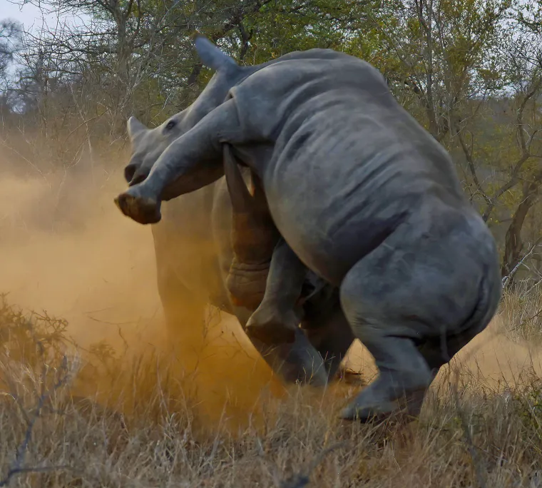 Ako se neka ženka tjera, može doći do borbe između mužjaka. Pobjednik se vrlo upadljivo udvara ženki: u to ponašanje spada obilježavanje teritorije urinom i izmetom, a nakon toga &quot;love&quot; jedno drugo, da bi se na kraju parili. 