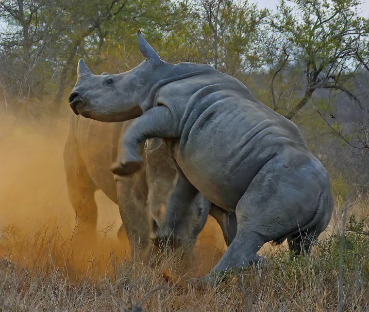 Razdoblje skotnosti traje 15 do 18 mjeseci, nakon čega se rađa mladunče koje s majkom ostaje do dvije i pol godine. Ako u tom razdoblju na svijet dođe još jedan mladunac, majka će starijeg bar privremeno potjerati od sebe na neko vrijeme.