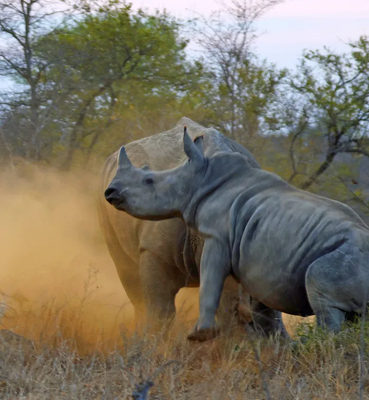 Oni danju spavaju, a aktivni su u sumrak i noću. Vrlo su plahi i izbjegavaju blizinu ljudi. No ako se osjećaju ugroženi, napadaju. Iako njihovi napadi nisu precizni, zbog njihove snage i opasnih rogova može doći do teških ozljeda.