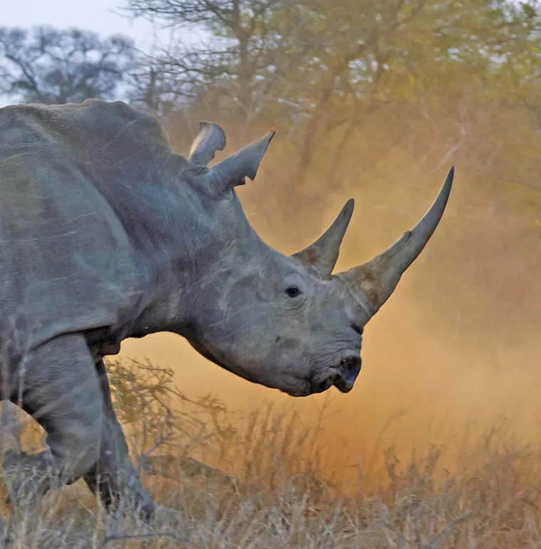 Prema podacima iz 1998. godine, u Africi ponovo živi više od 11.000 nosoroga, od čega 8.900 u južnoj Africi najvećim dijelom u ograđenim i čuvanim rezervatima. 