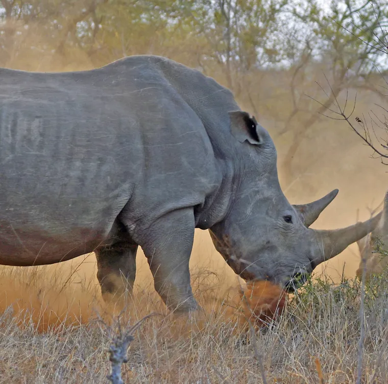 Ozbiljno im prijeti izumiranje i malo koji ih zoolo&scaron;ki vrt ima. Tako u svim hrvatskim zoolo&scaron;kim vrtovima nije moguće vidjeti te glomazne, ali brze životinje.