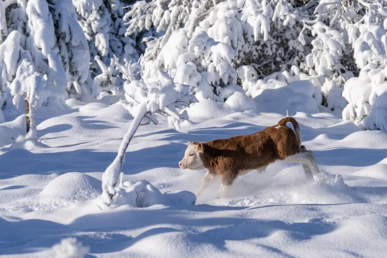 Čarobna Lika: Pogledajte idilične prizore i životinje koje uživaju na snijegu