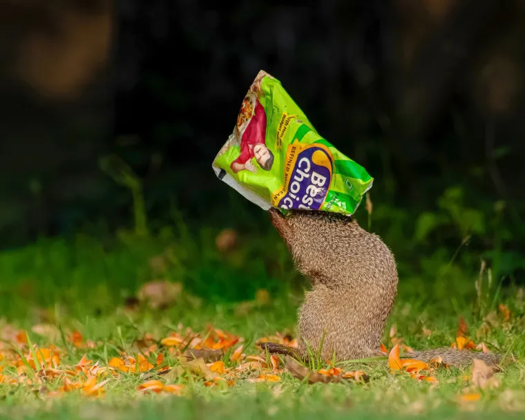 Možda ga je čekalo nešto bolje u sjenama obližnjih stabala, gdje priroda skriva svoje male tajne, ili na rubovima grada, daleko od užurbanih ulica prepunih ljudi i buke.