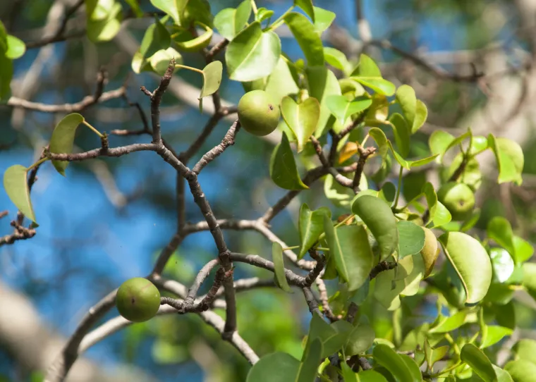 2. Manchineel: Hippomane mancinella, vrsta je drveta čiji plodovi podsjećaju na malu mirišljavu jabuku. Međutim, konzumacija ovog voća uzrokuje povraćanje, oštećenje probavnog trakta, pa čak i smrt. Sok drveta može izazvati mjehuriće na koži, a pare koje nastaju spaljivanjem njegovih grana mogu uzrokovati sljepoću. Ovo drvo toliko je otrovno da je zapisano i u Guinnessovoj knjizi rekorda, a na područjima gdje dolaze turisti, označeno je crvenim znakom X koji služi kao upozorenje da se njegov primamljivi plod nikako ne smije jesti.