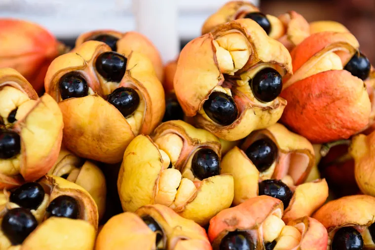 3. Ackee: Nacionalno voće Jamajke bogato je masnim kiselinama, ali može biti opasno ako se pravilno ne pripremi. Nezreli ackee može izazvati metabolički sindrom poznat kao jamajčanska bolest povraćanja. Taj sindrom može dovesti do kome, hipoglikemije pa čak i smrti.