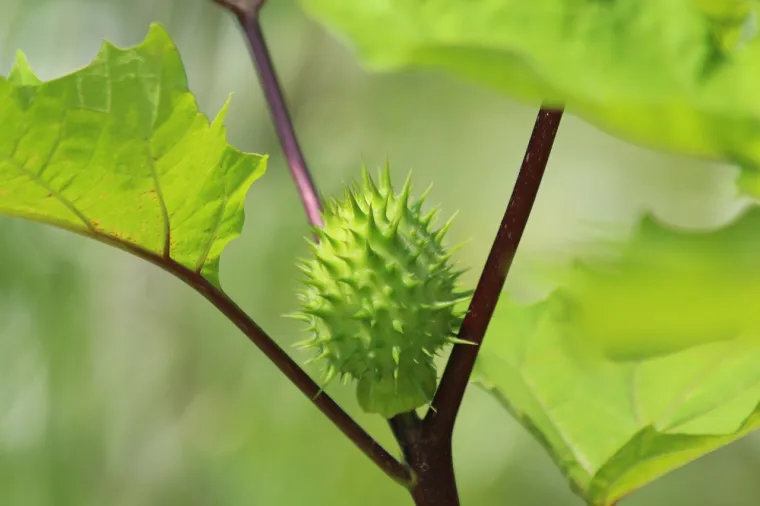 4. Datura: Ovo bodljikavo voće u obliku jaja postane smeđe kad sazre. Svi dijelovi biljke sadrže otrovne alkaloide, a konzumacija može dovesti do halucinacija, tahikardije, napadaja i smrti.