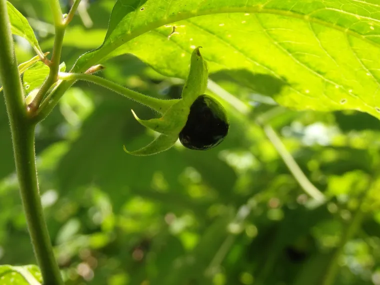 9. Gorsko velebilje: Belladonna, ili smrtonosno gorsko velebilje, otrovna je višegodišnja zeljasta biljka koja daje sjajne, crne bobice koje izgledom podsjećaju na trešnje. Konzumacija može uzrokovati zamagljen vid, suha usta, halucinacije i zatajenje disanja.