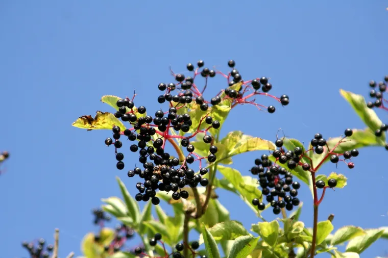 14. Plod bazge: Sirove bobice bazge, kao i sjemenke, li&scaron;će i kora stabla, sadrže otrovnu tvar koja može izazvati mučninu, povraćanje i proljev ako se konzumira. Ovaj bobičasti plod prije jela treba dobro skuhati i procijediti sjemenke.