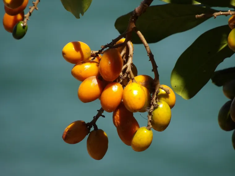 20. Karaka: Narančasto-žuti plodovi stabla karake sadrže karakin, otrovni alkaloid. Ako se konzumira može izazvati povraćanje, napadaje, paralizu i u te&scaron;kim slučajevima respiratorno zatajenje i smrt.