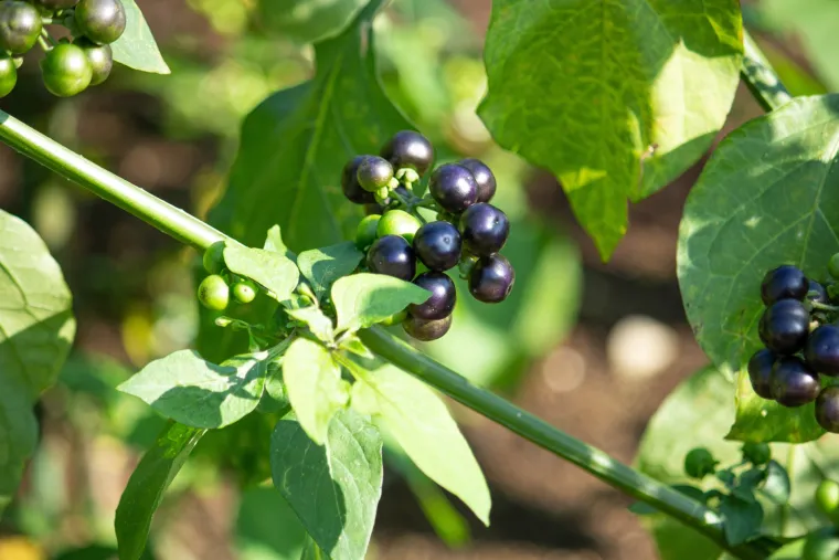 21. Čudesna bobica ili sunčanica: Možda izgledaju poput borovnica, ali su nevjerojatno otrovne za ljude. Sadrže solanin koji može uzrokovati povraćanje, bolove u trbuhu, glavobolju i, u te&scaron;kim slučajevima, smrt.