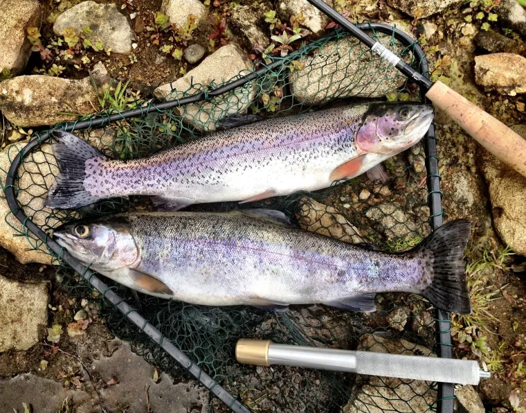 Iako nije tako nisko u hranidbenom lancu kao druge ribe s ovog popisa kalifornijska pastrva odličan je izbor. &apos;&apos;Ova blaga riba bogata je omega-3 masnim kiselinama i ima manje zagađivača od drugih riba iz svog prehrambenog lanca&quot;, kaže Carli. Također je jako zahvalna za različite vrste pripreme.