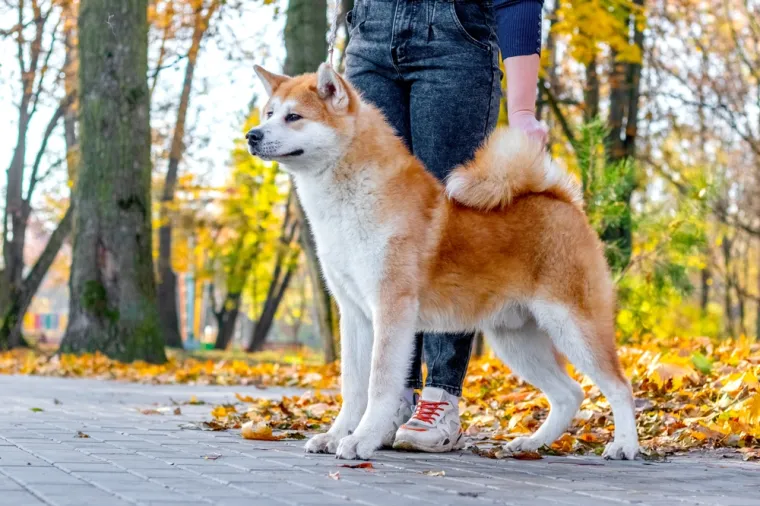3. Akita Inu: Akita je iz Japana i koristi se kao pas za lov, ali i kao čuvar. Ova pasmina ima dugu povijest koja seže više od 1000 godina.
